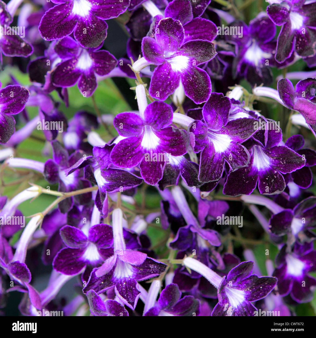 Fine example of Streptocarpus 'Kim' with it`s deep purple petals. Stock Photo